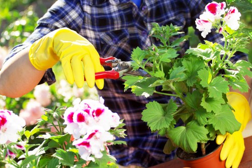Twickenham garden being cleared by professionals